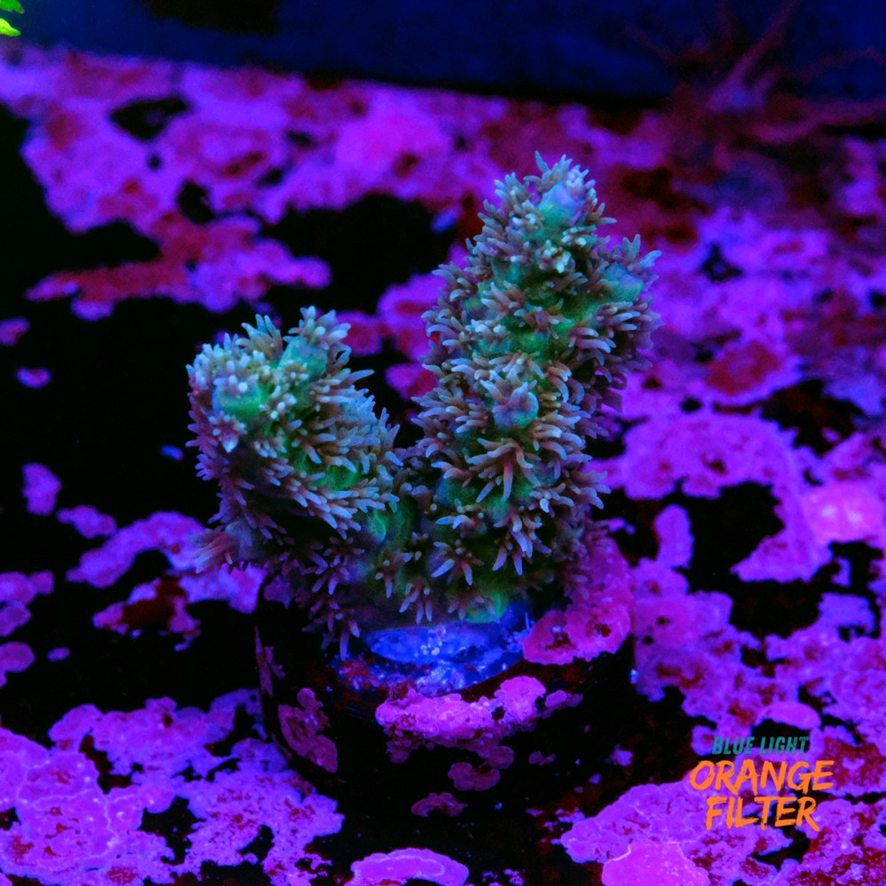 Acropora horrida green