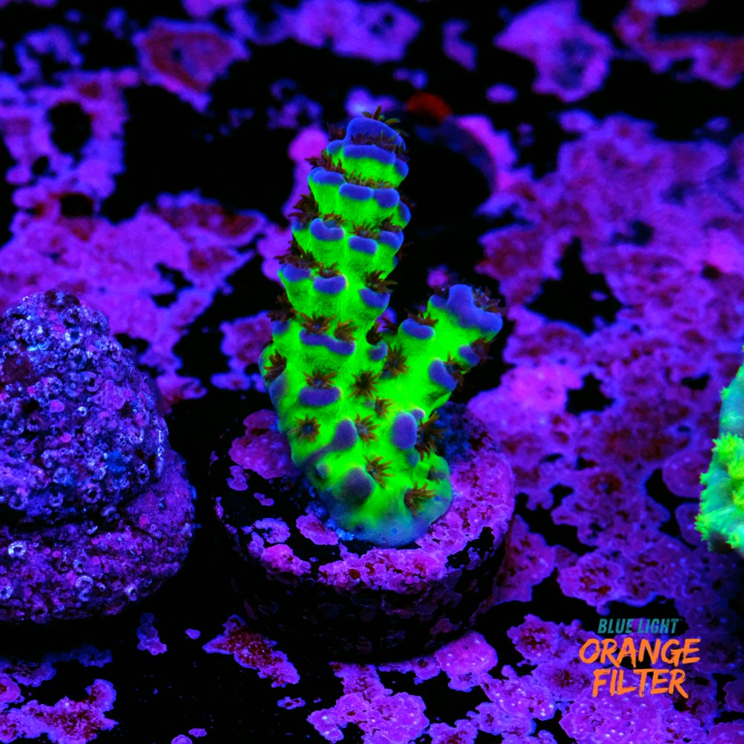 Acropora tortuosa
