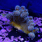 Stylophora stellar  2