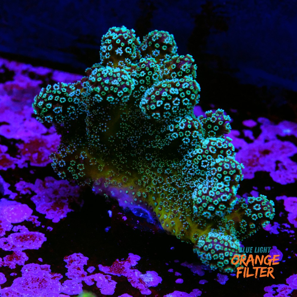 Stylophora stellar  1