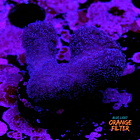 Stylophora pistillata pink 2