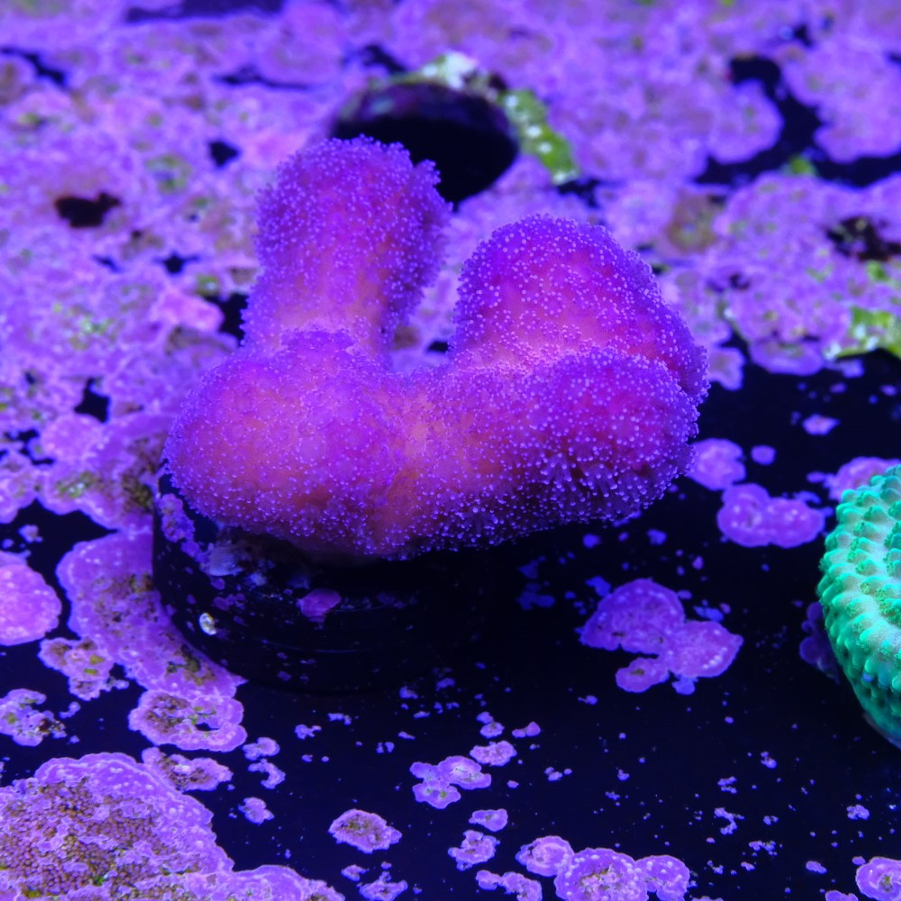 Stylophora pistillata pink