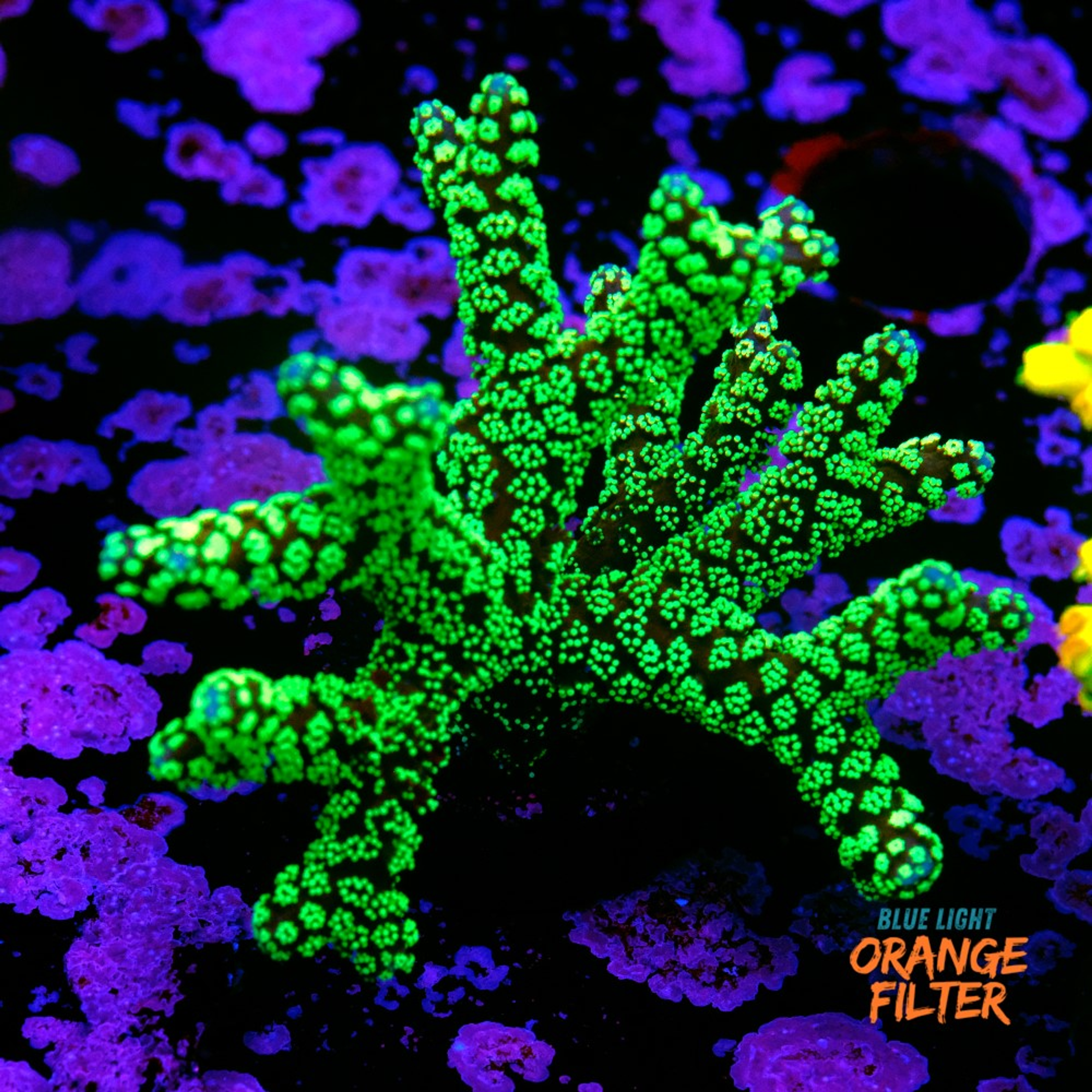 Seriatopora caledrium 