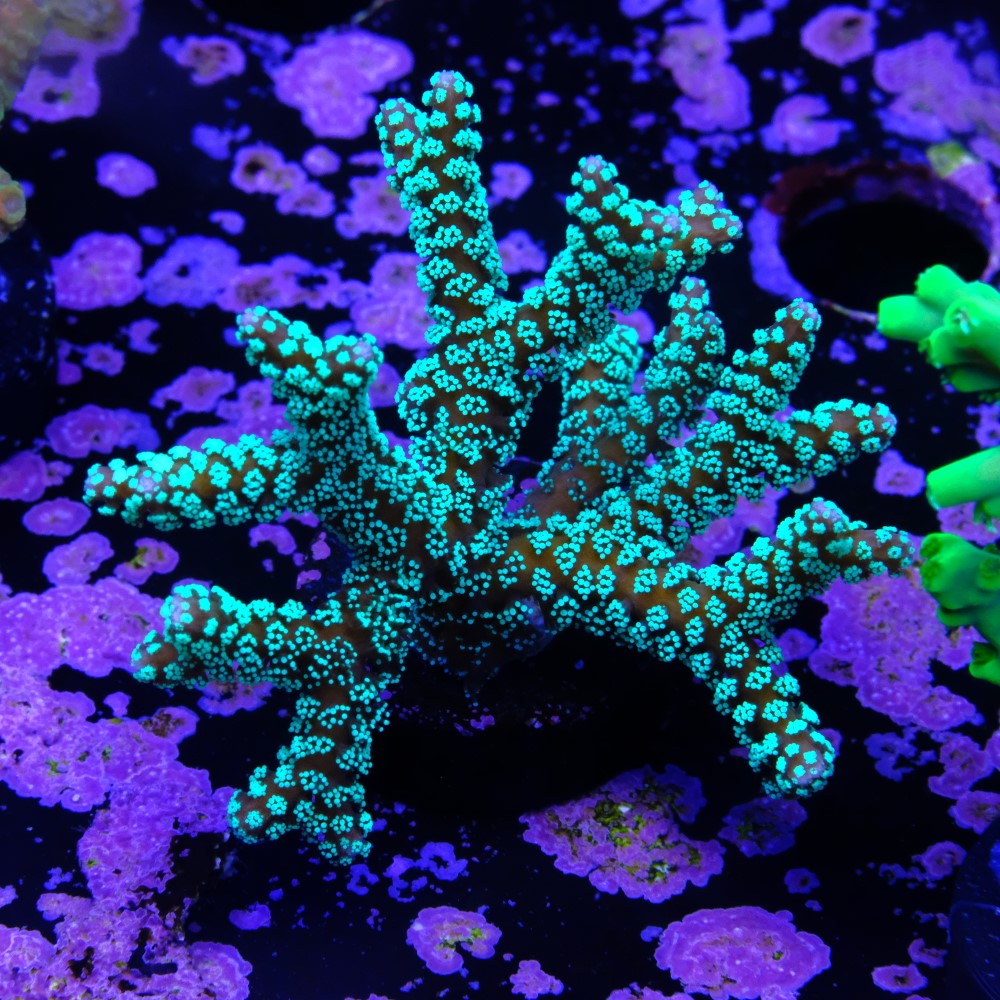 Seriatopora caledrium  2