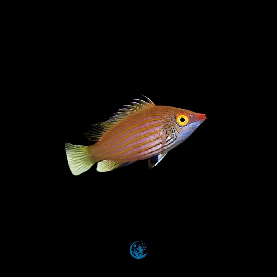 Pseudocheilinus ataenia 1