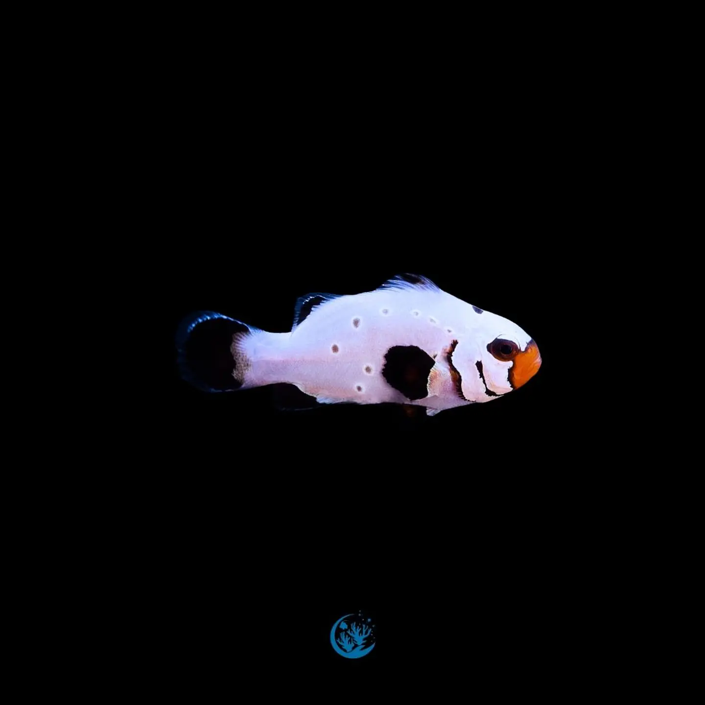 Amphiprion ocellaris frostbite 1
