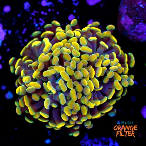 Euphyllia baliensis gold (2head) Grade A 1