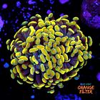 Euphyllia baliensis gold (2head) Grade A 1