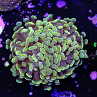 Euphyllia baliensis gold (2head) Grade A 2