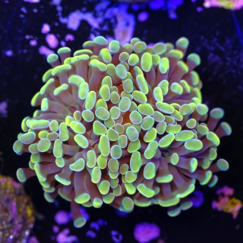 Euphyllia baliensis gold (2head) Grade A 2