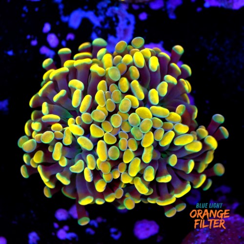 Euphyllia baliensis gold (2head) Grade A 1