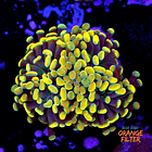 Euphyllia baliensis gold (2head) Grade A 1