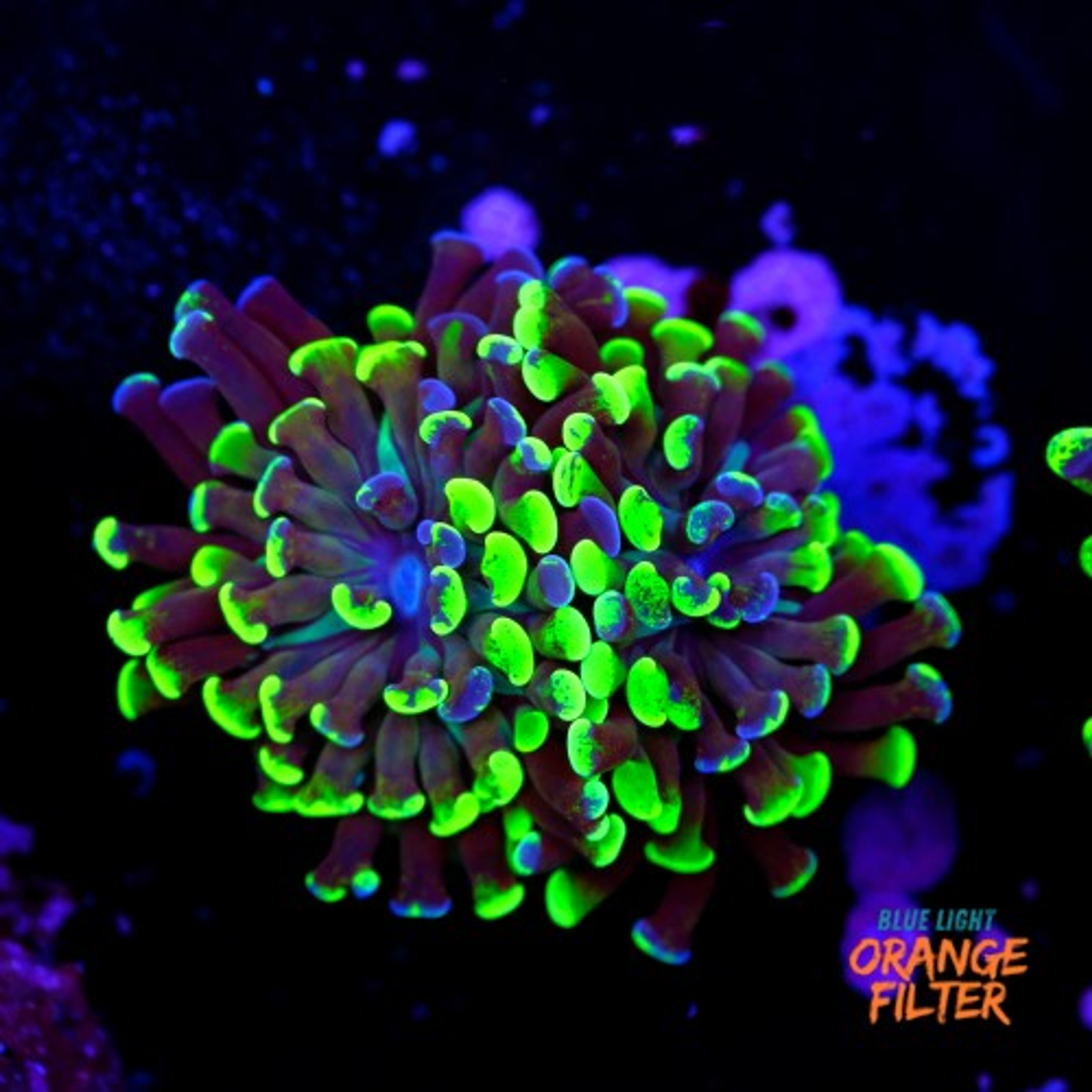 Euphyllia baliensis hybrid (2 heads)