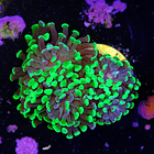 Euphyllia baliensis hybrid (2 heads) 2