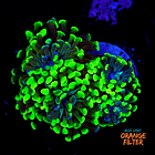 Euphyllia baliensis hybrid (2 heads) 1