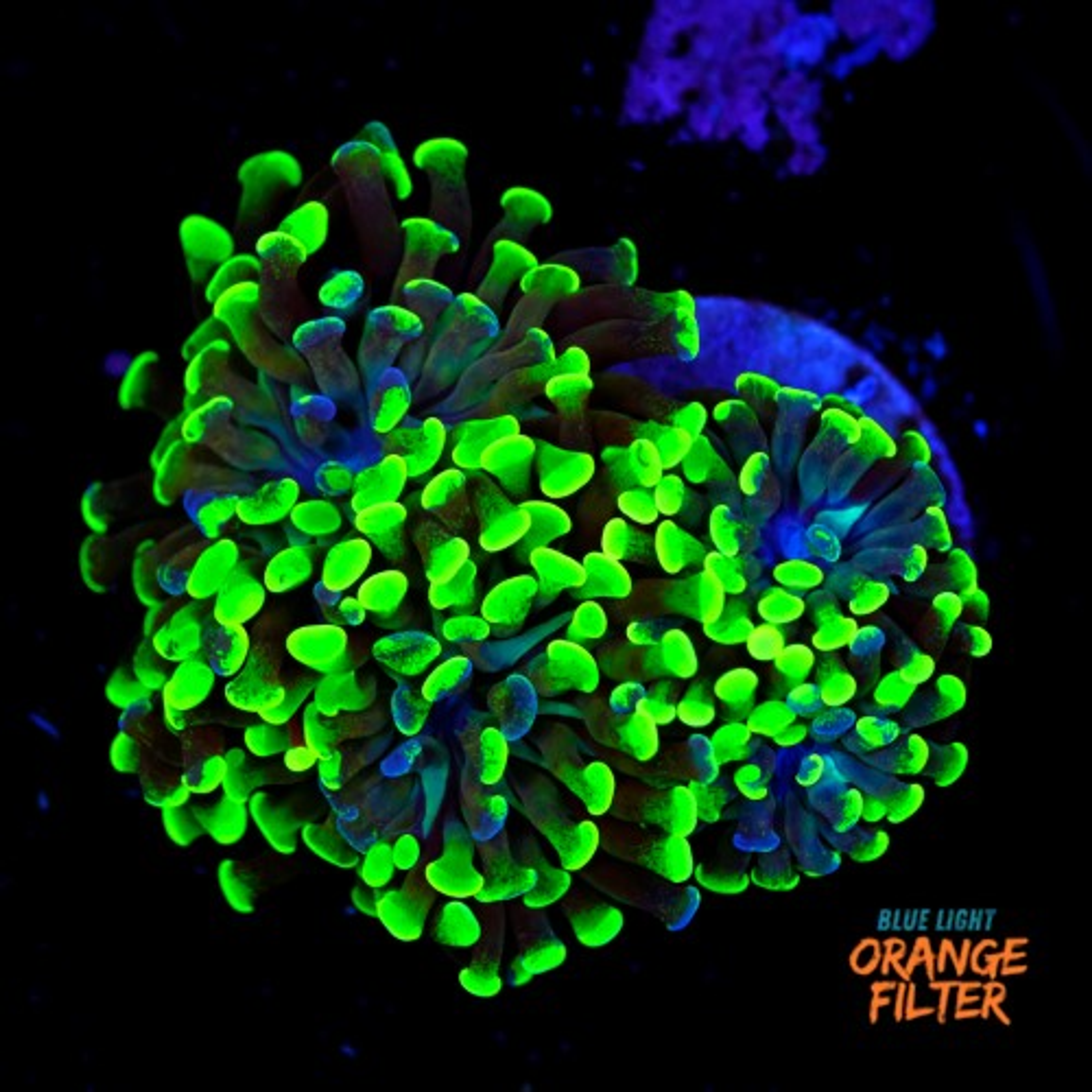 Euphyllia baliensis hybrid (2 heads)