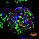 Euphyllia baliensis hybrid (2 heads) 1