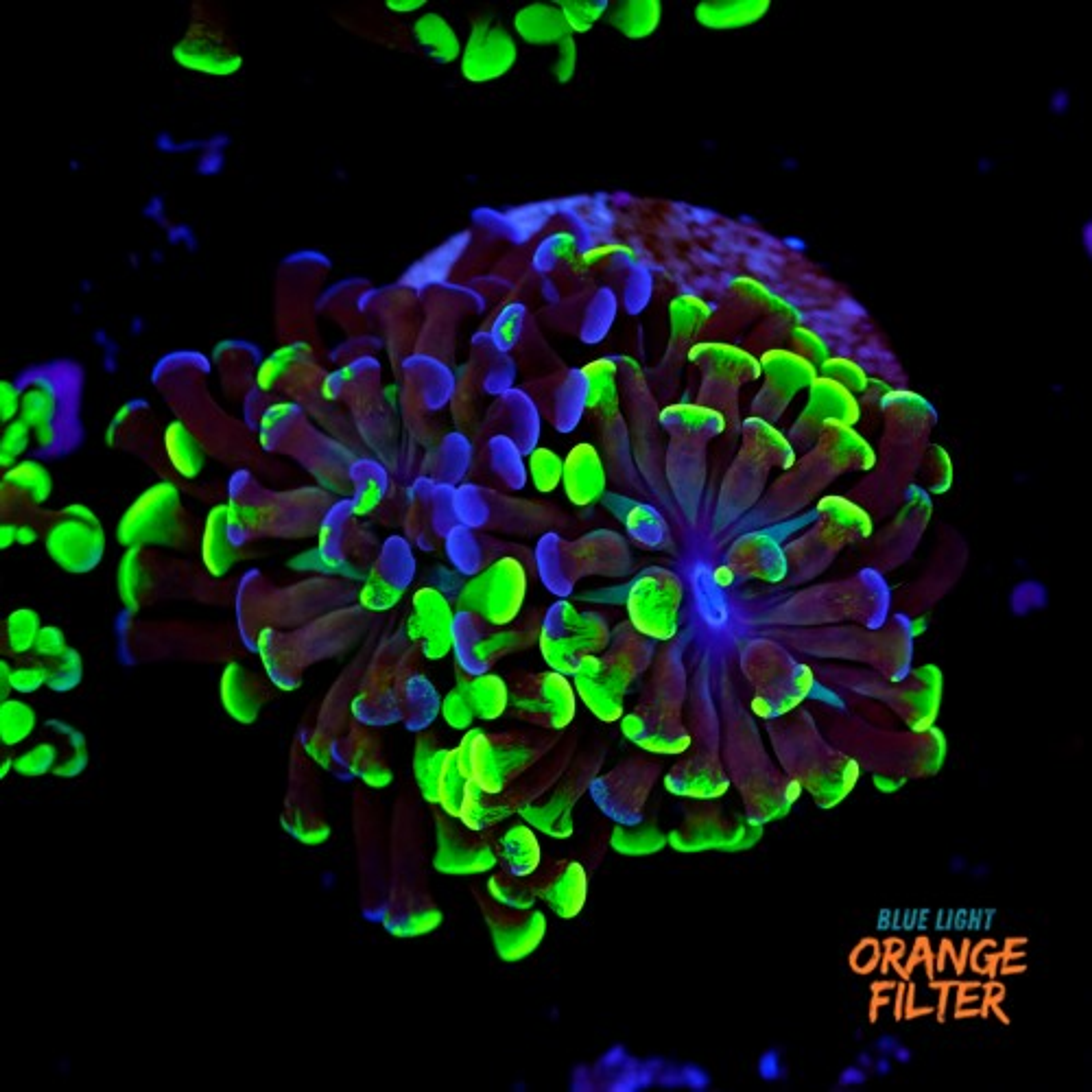 Euphyllia baliensis hybrid (2 heads)