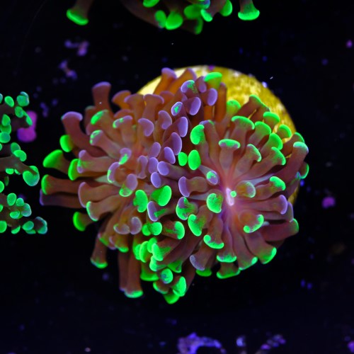 Euphyllia baliensis hybrid (2 heads) 2