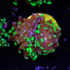 Euphyllia baliensis hybrid (2 heads) 2