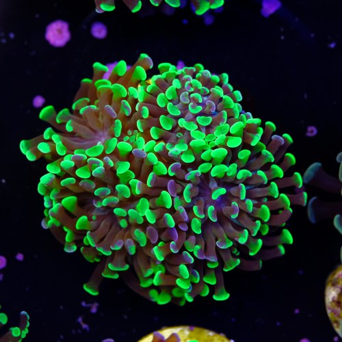 Euphyllia baliensis hybrid (3 heads) 2