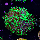 Euphyllia baliensis hybrid (3 heads) 2