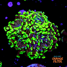 Euphyllia baliensis hybrid (3 heads) 1