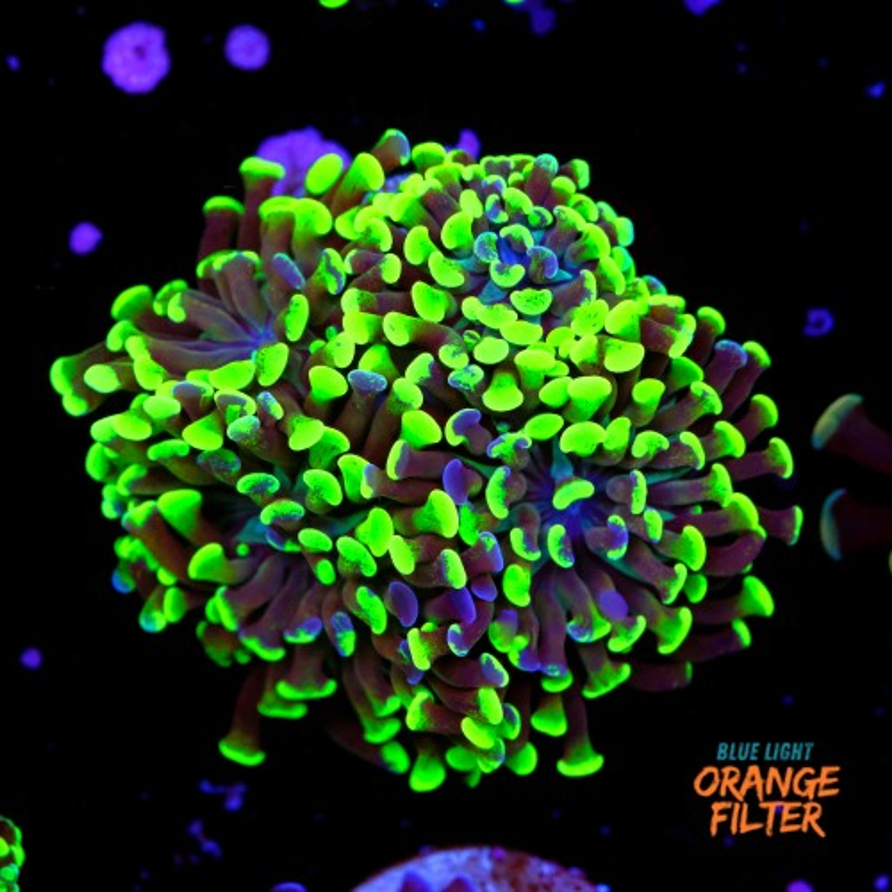 Euphyllia baliensis hybrid (3 heads)