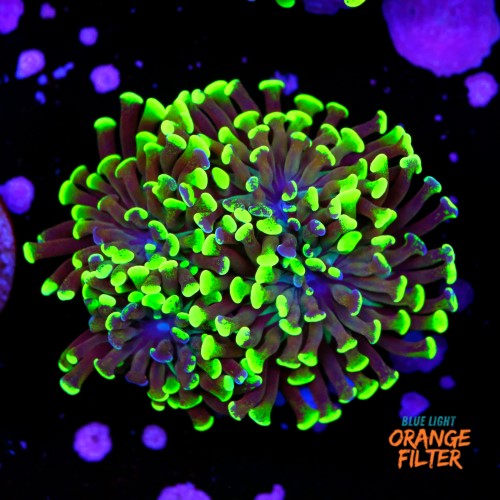 Euphyllia baliensis hybrid (3 heads) 1