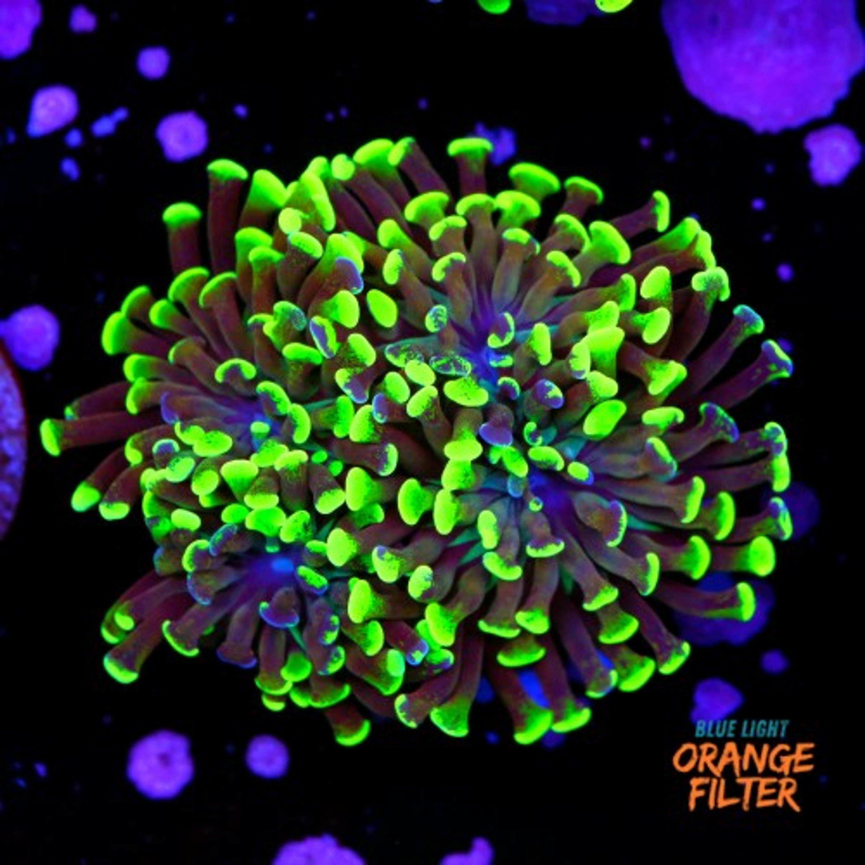 Euphyllia baliensis hybrid (3 heads)