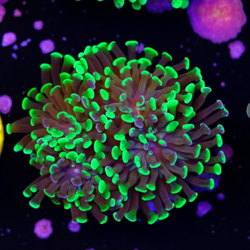 Euphyllia baliensis hybrid (3 heads) 2