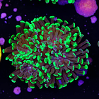 Euphyllia baliensis hybrid (3 heads) 2