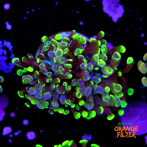 Euphyllia baliensis hybrid (2 heads) 1