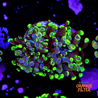 Euphyllia baliensis hybrid (2 heads) 1