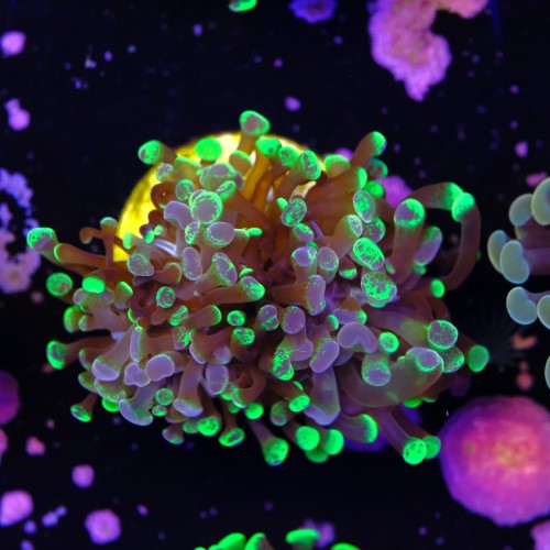 Euphyllia baliensis hybrid (2 heads) 2