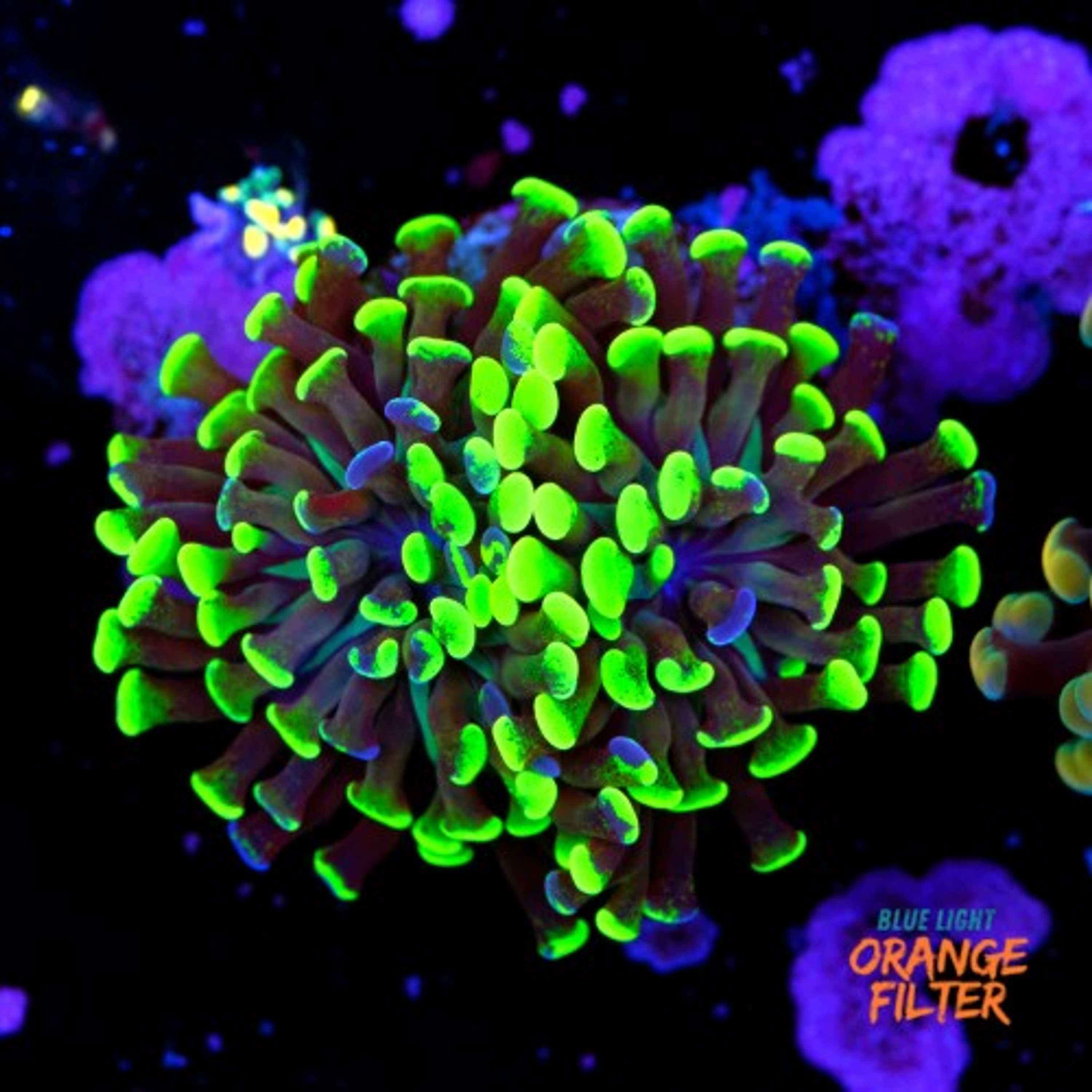 Euphyllia baliensis hybrid (2 heads)