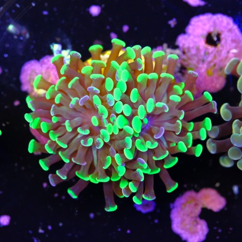 Euphyllia baliensis hybrid (2 heads) 2