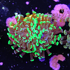 Euphyllia baliensis hybrid (2 heads) 2