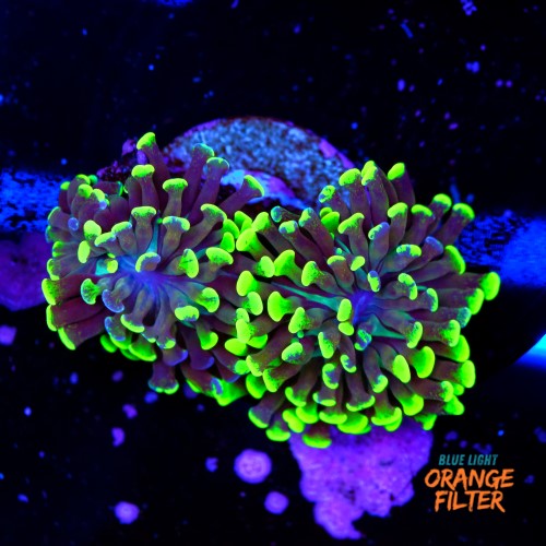 Euphyllia baliensis hybrid (2 heads) 1