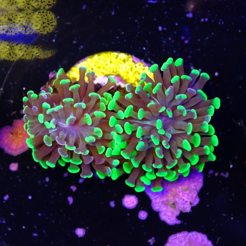 Euphyllia baliensis hybrid (2 heads) 2