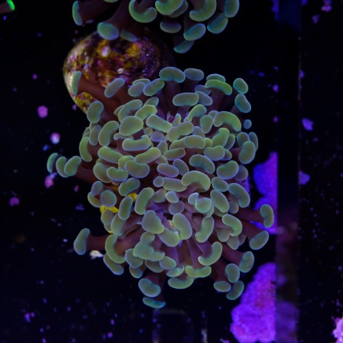 Euphyllia baliensis gold (1head) Grade B 2