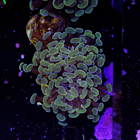 Euphyllia baliensis gold (1head) Grade B 2