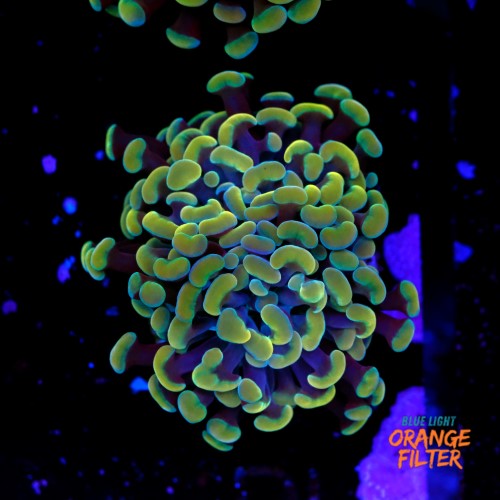 Euphyllia baliensis gold (1head) Grade B 1