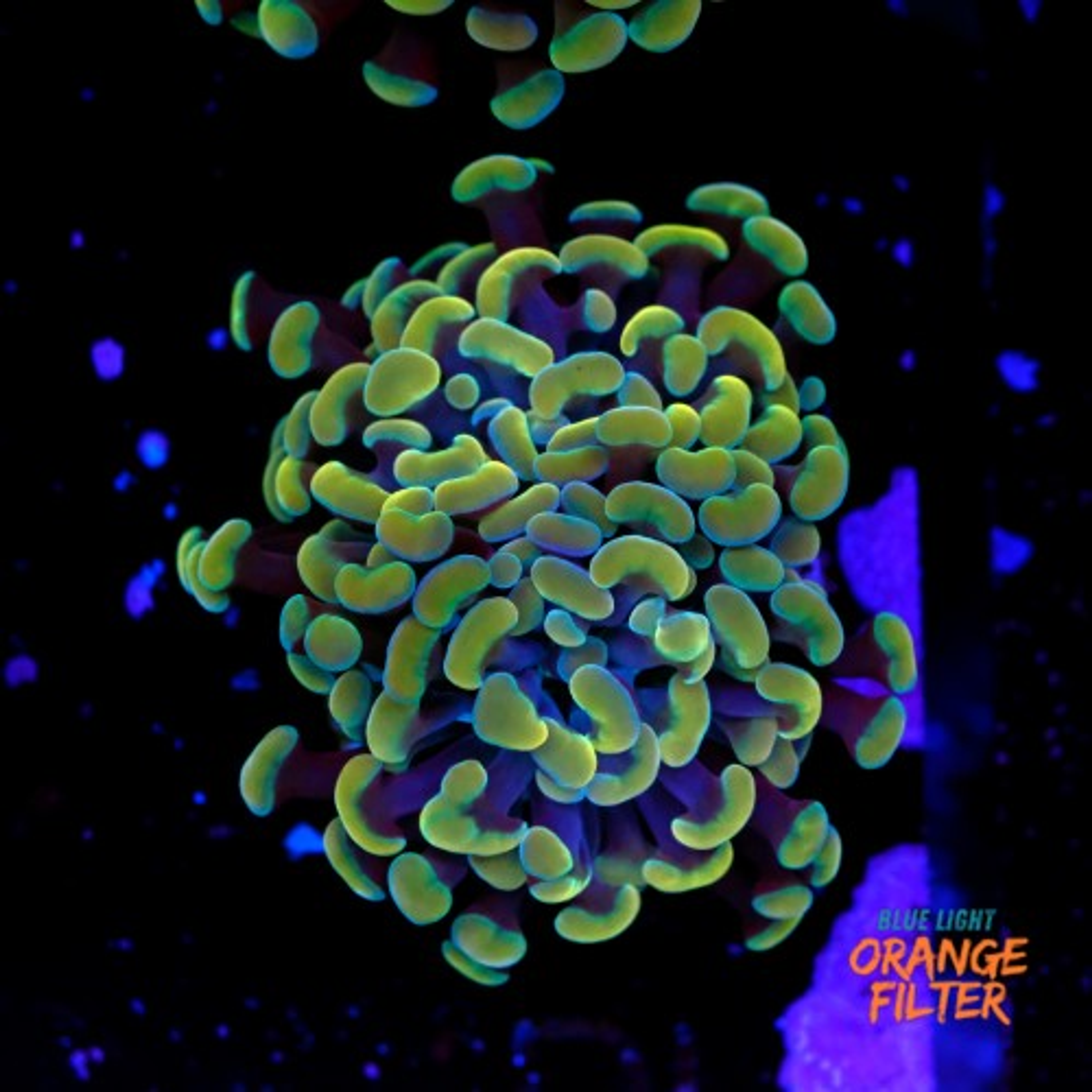 Euphyllia baliensis gold (1head) Grade B