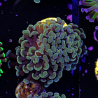 Euphyllia baliensis gold (2head-not fragable) Grade B 2