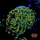 Euphyllia baliensis gold (2head-not fragable) Grade B 1