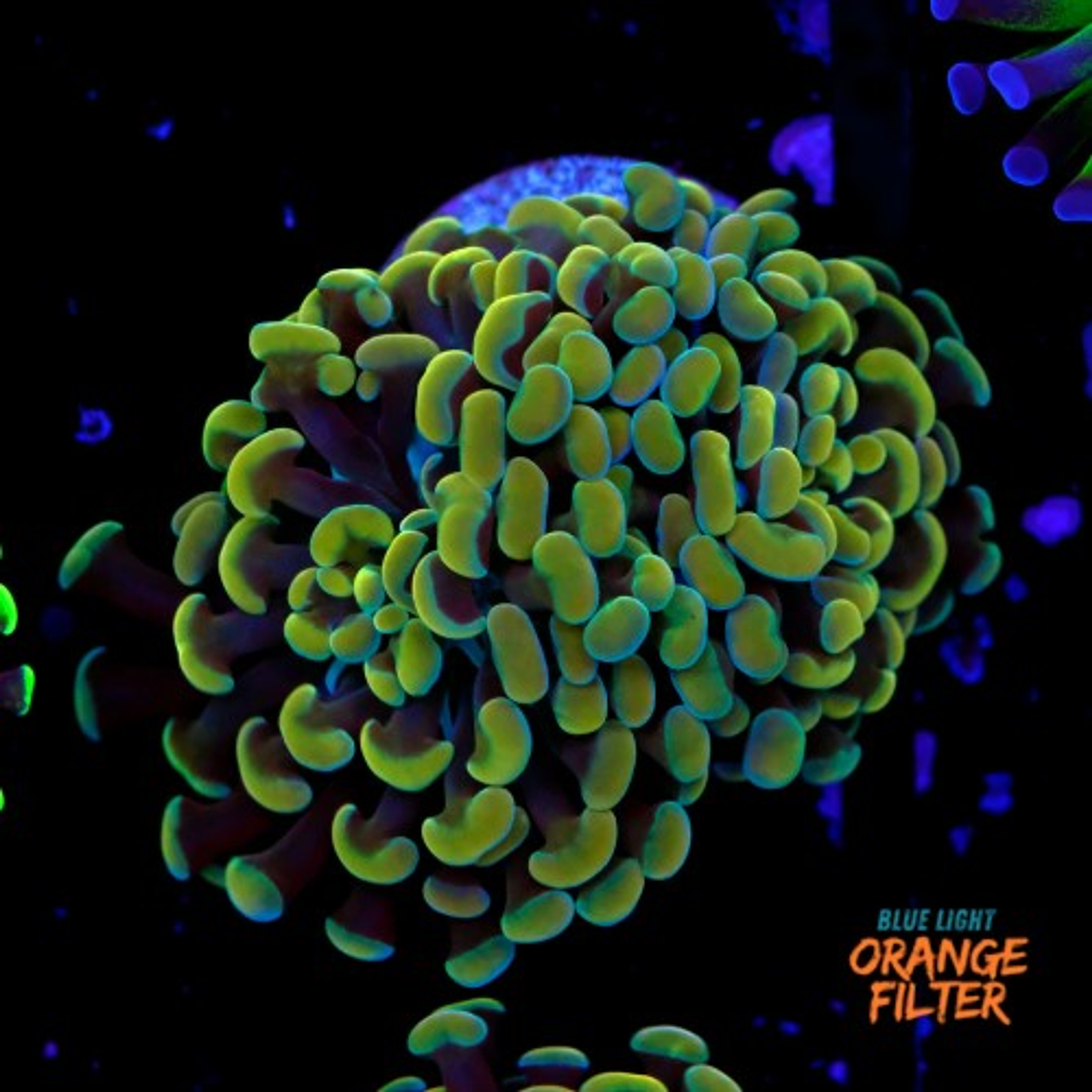 Euphyllia baliensis gold (2head-not fragable) Grade B