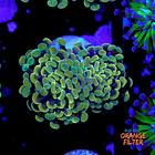 Euphyllia baliensis gold (1head) Grade B 1