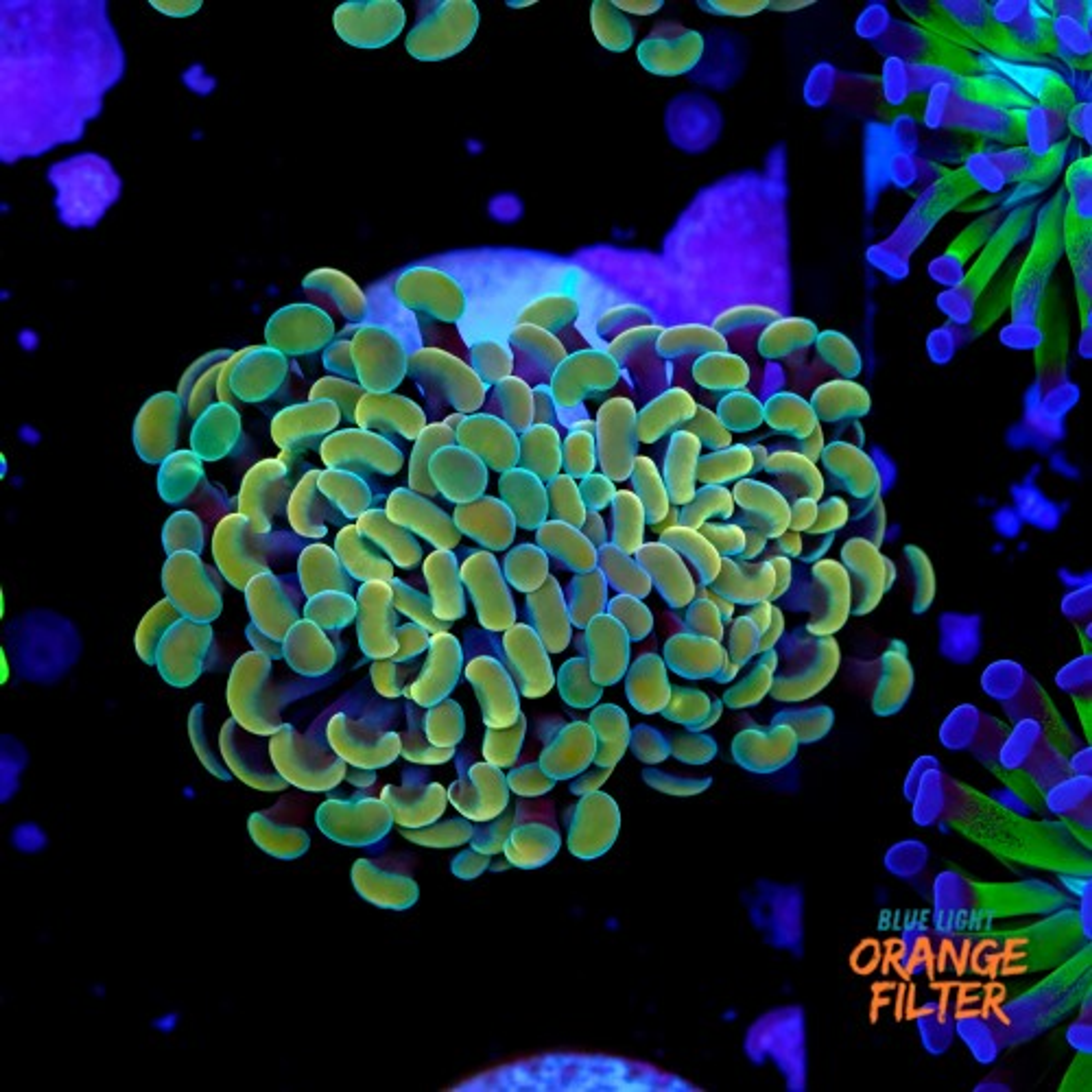 Euphyllia baliensis gold (1head) Grade B