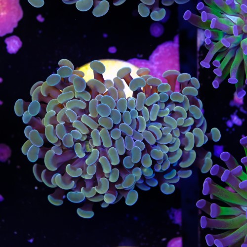 Euphyllia baliensis gold (1head) Grade B 2